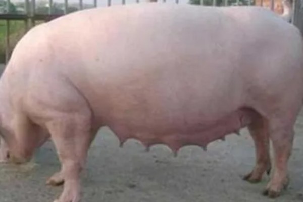 母猪产仔后奶水少怎么处理,可喂服鲫鱼汤