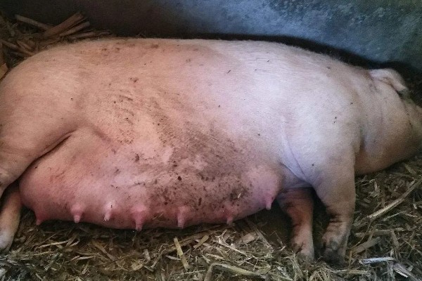 母猪产仔后奶水少怎么处理,可喂服鲫鱼汤