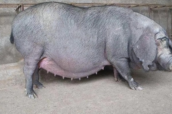 母猪产仔后奶水少怎么处理,可喂服鲫鱼汤