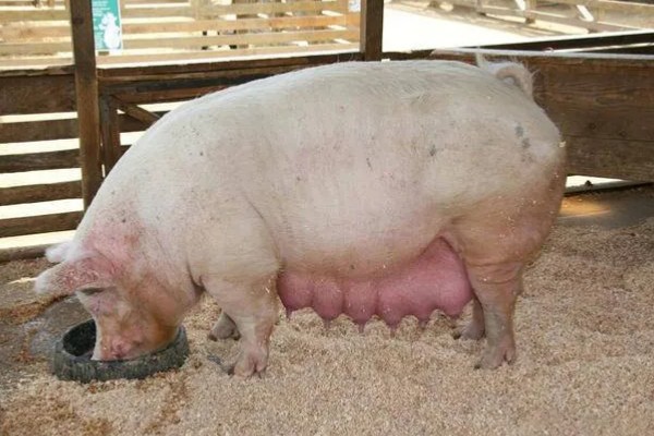 母猪产仔后奶水少怎么处理,可喂服鲫鱼汤