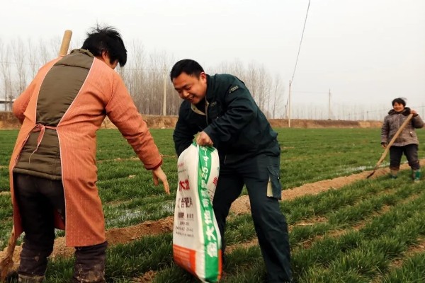 镇麦15小麦品种的特征特性,全生育期大概为200天