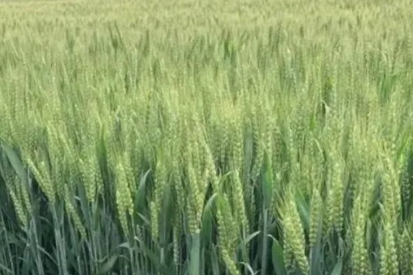 镇麦15小麦品种的特征特性,全生育期大概为200天