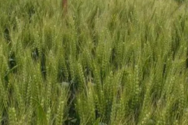 镇麦15小麦品种的特征特性,全生育期大概为200天