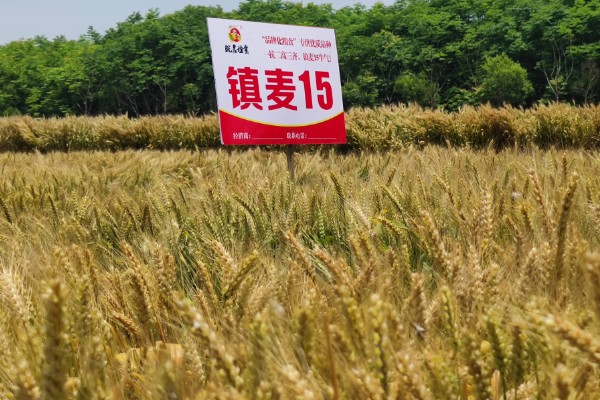 镇麦15小麦品种的特征特性,全生育期大概为200天