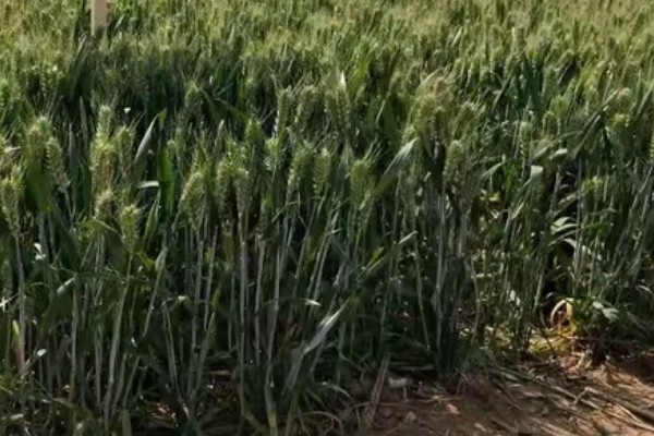 镇麦15小麦品种的特征特性,全生育期大概为200天