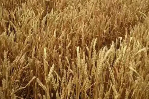 镇麦15小麦品种的特征特性,全生育期大概为200天