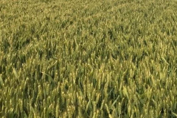 镇麦15小麦品种的特征特性,全生育期大概为200天