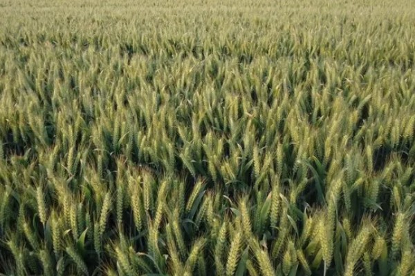 镇麦15小麦品种的特征特性,全生育期大概为200天