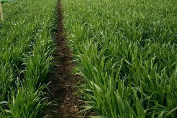 镇麦15小麦品种的特征特性,全生育期大概为200天