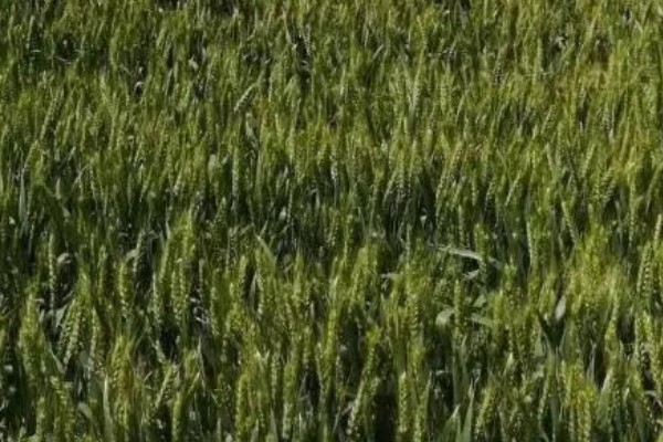 镇麦15小麦品种的特征特性,全生育期大概为200天