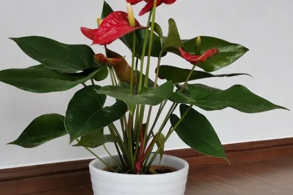 红掌的养殖方法，适宜生长在湿润的环境中