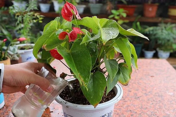 红掌的养殖方法，适宜生长在湿润的环境中