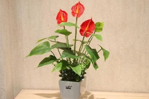 红掌的养殖方法，适宜生长在湿润的环境中