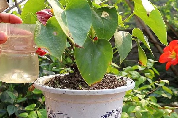 红掌的养殖方法，适宜生长在湿润的环境中