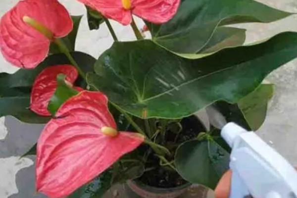 红掌的养殖方法，适宜生长在湿润的环境中