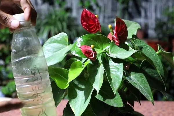 红掌的养殖方法，适宜生长在湿润的环境中