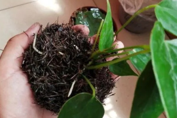 红掌的养殖方法，适宜生长在湿润的环境中