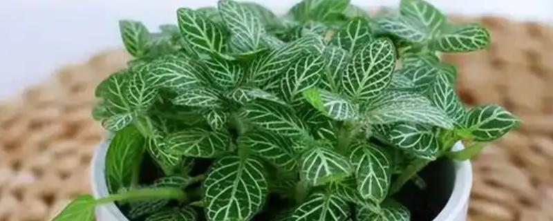 白网纹草的养殖方法，每天接受4-6小时的散射光