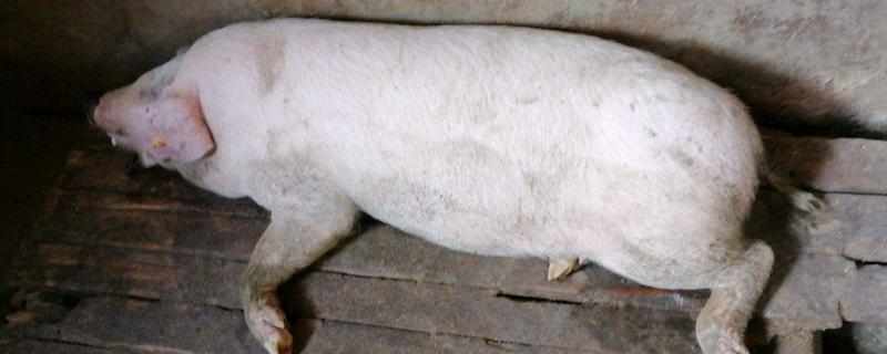 猪口蹄疫引起的原因，由小核糖核酸病毒科的口蹄疫病毒引起