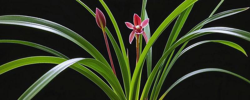 春兰的养殖方法，适宜生长在光照充足的环境中