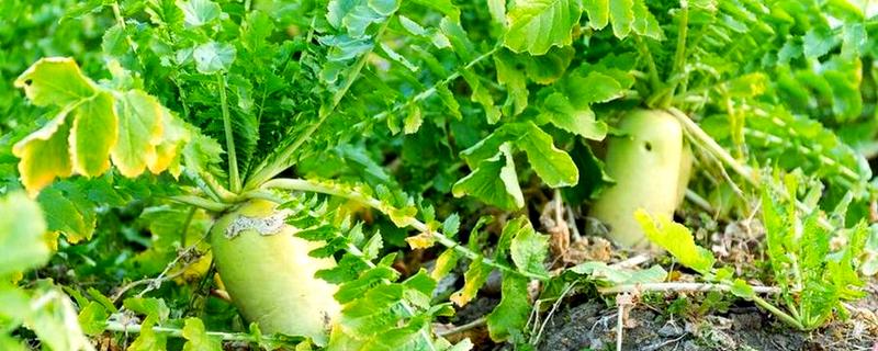 青萝卜的种植株行距，株行距与品种有关