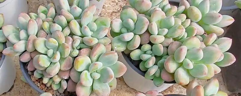 多肉什么时候换盆，春季和秋季均可换盆