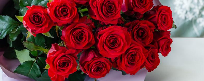 玫瑰花的花语，寓意爱情、美丽、勇敢等