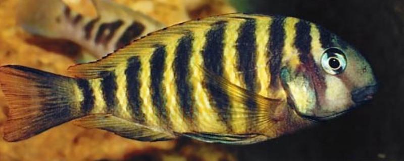 虎纹蝴蝶鱼好不好养，难度中等不适合新手