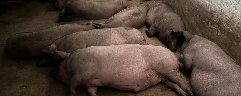 生猪脚发红的原因，可能是散发热量缓慢所致