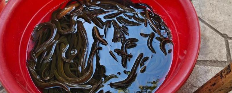 野生黄鳝家里怎么养，要定期进行饲喂