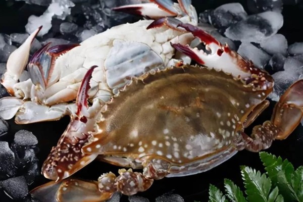 红膏蟹和梭子蟹的区别，本质上并没有区别