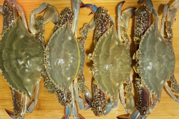 红膏蟹和梭子蟹的区别，本质上并没有区别