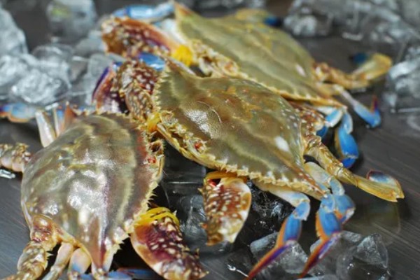 红膏蟹和梭子蟹的区别，本质上并没有区别