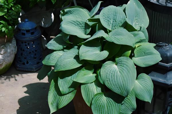 让玉簪花开放的方法，长出花蕾时可追施磷肥