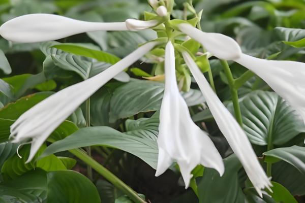 让玉簪花开放的方法，长出花蕾时可追施磷肥