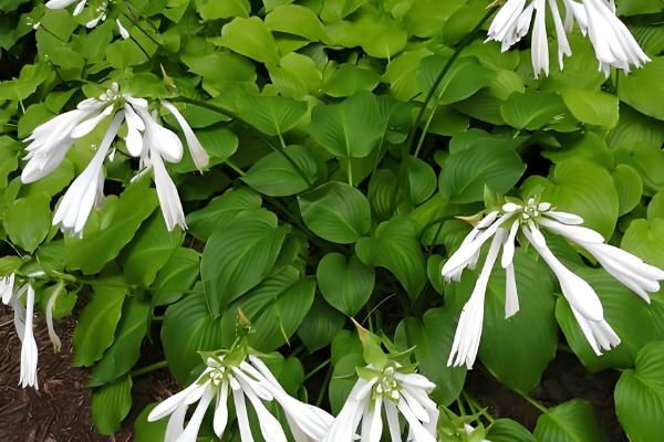 让玉簪花开放的方法，长出花蕾时可追施磷肥