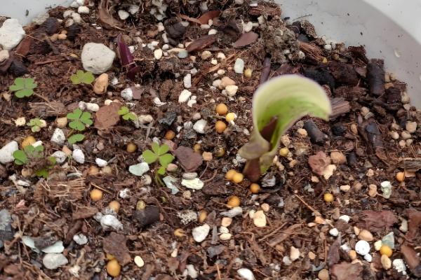 让玉簪花开放的方法，长出花蕾时可追施磷肥