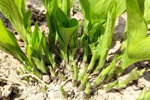 让玉簪花开放的方法，长出花蕾时可追施磷肥