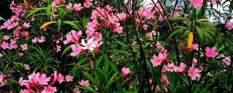 哪些植物四季都开花，常见夹竹桃、兰花等品种