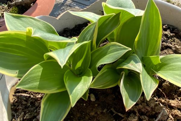 让玉簪花开放的方法，长出花蕾时可追施磷肥