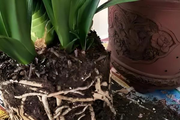 君子兰的换盆方法,剪除烂根经过消毒后再重栽