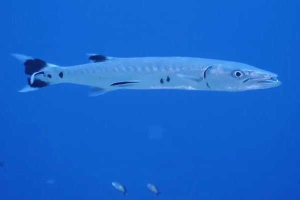 梭鱼有没有毒，可能带有雪卡毒素