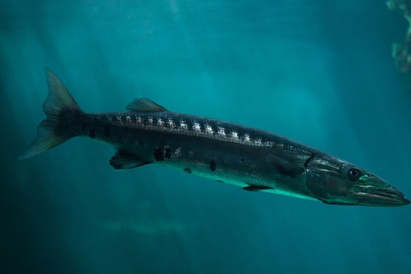 梭鱼有没有毒，可能带有雪卡毒素