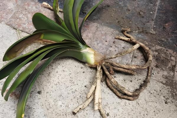 君子兰的换盆方法,剪除烂根经过消毒后再重栽