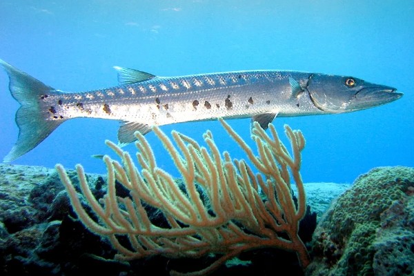 梭鱼有没有毒，可能带有雪卡毒素