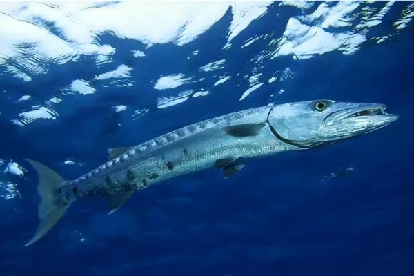 梭鱼有没有毒，可能带有雪卡毒素