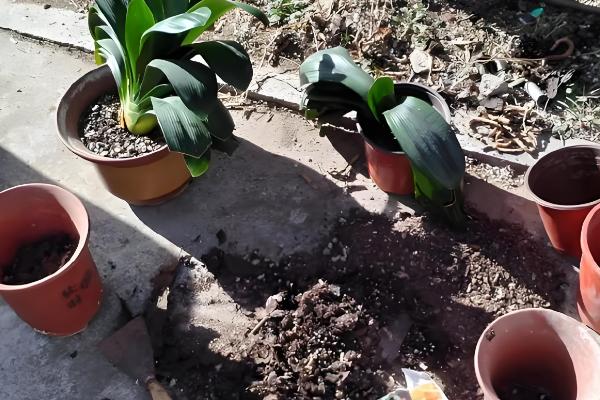 君子兰的换盆方法,剪除烂根经过消毒后再重栽