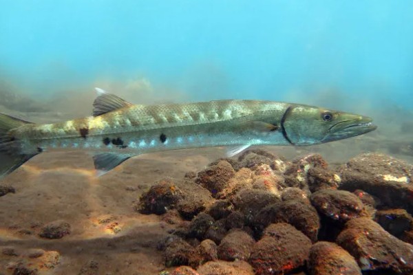 梭鱼有没有毒，可能带有雪卡毒素