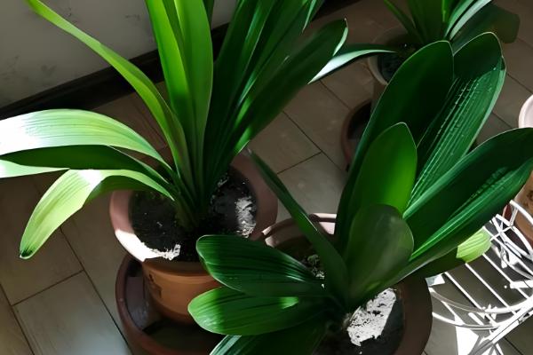 君子兰的换盆方法,剪除烂根经过消毒后再重栽