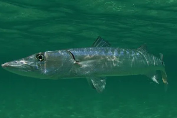 梭鱼有没有毒，可能带有雪卡毒素